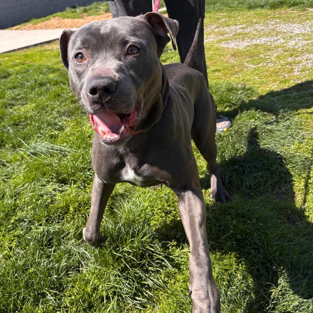 Enlarge Corncob Bob, a Adoptable mixed breed in York, PA image 4/6