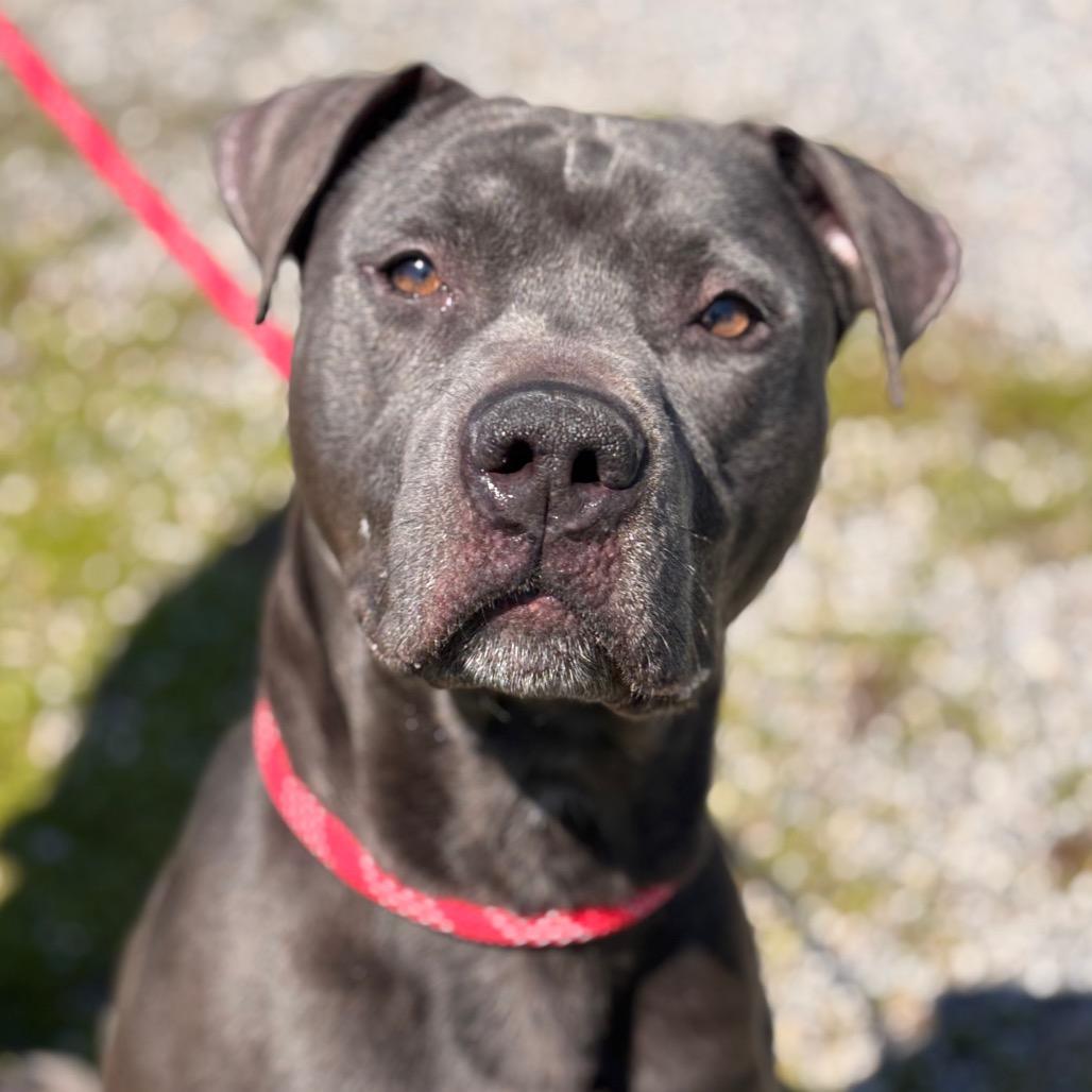 Enlarge Corncob Bob, a Adoptable mixed breed in York, PA image 5/6