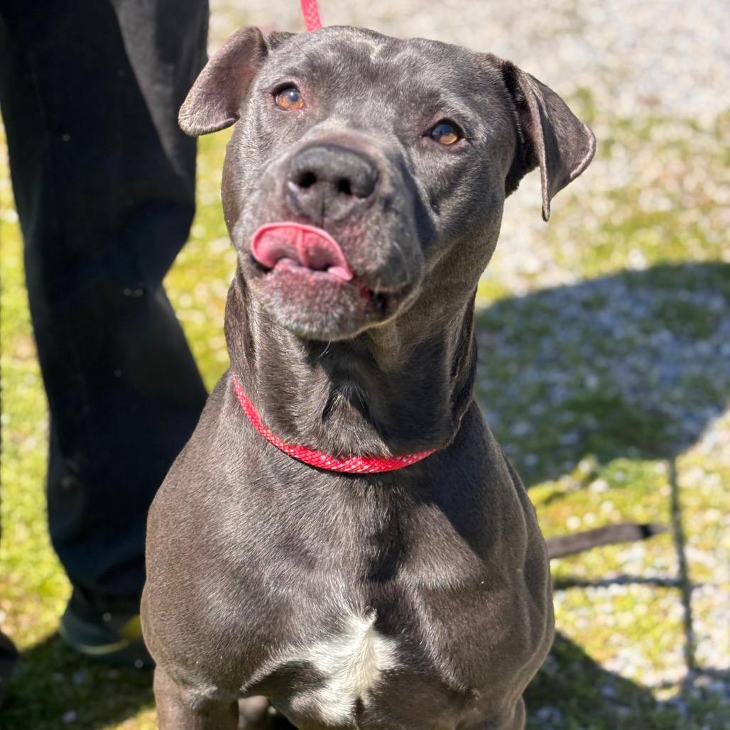 Enlarge Corncob Bob, a Adoptable mixed breed in York, PA image 6/6
