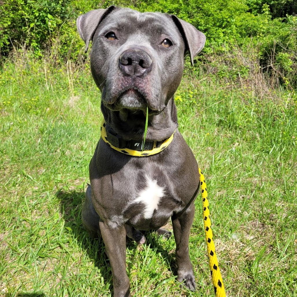 Enlarge Corncob Bob, a Adoptable mixed breed in York, PA image 6/6