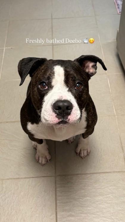 Deebo, Adoptable, Senior Male Pit Bull Terrier & Mixed Breed.