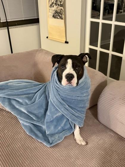 Enlarge Deebo, a Adoptable mixed breed in Chicago, IL image 2/3