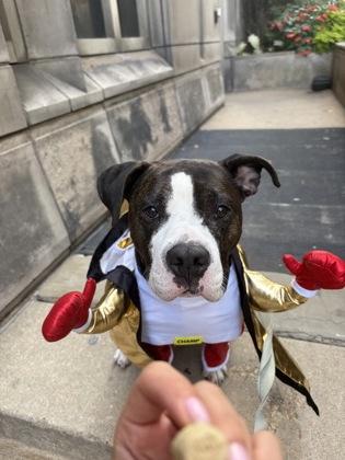 Enlarge Deebo, a Adoptable mixed breed in Chicago, IL image 3/3