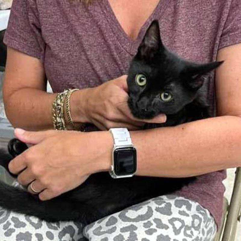 Enlarge Chadwick, a Adoptable Domestic Short Hair in Pittsburgh, PA image 3/6