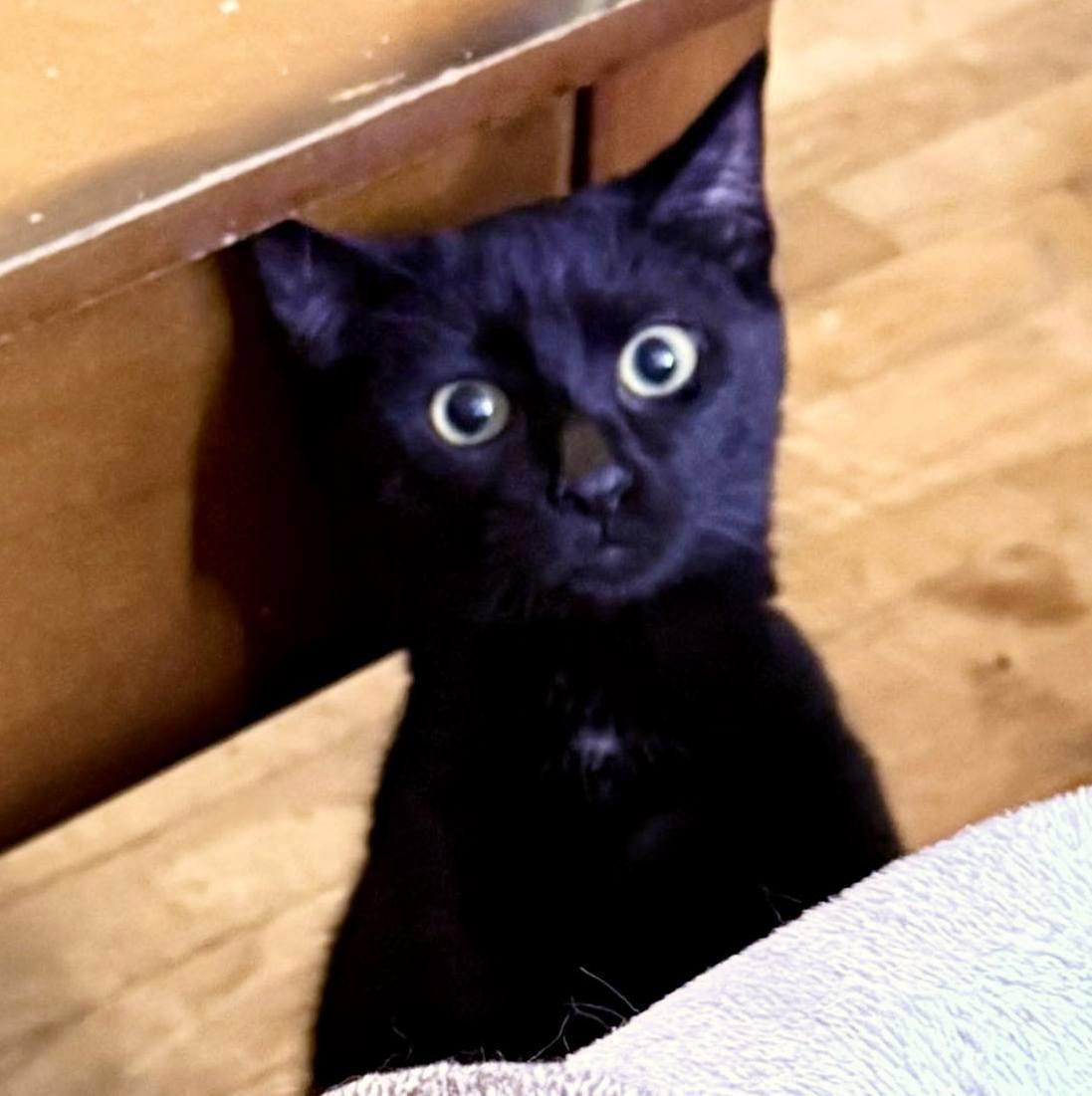 Enlarge Chadwick, a Adoptable Domestic Short Hair in Pittsburgh, PA image 4/6