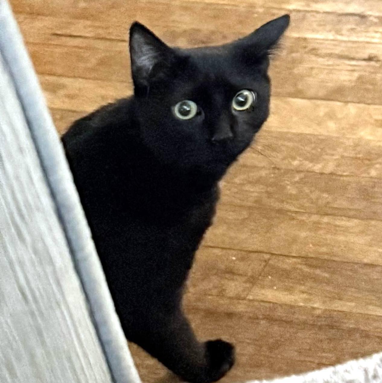 Enlarge Chadwick, a Adoptable Domestic Short Hair in Pittsburgh, PA image 1/6