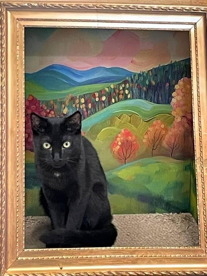 Enlarge Chadwick, a Adoptable Domestic Short Hair in Pittsburgh, PA image 2/6