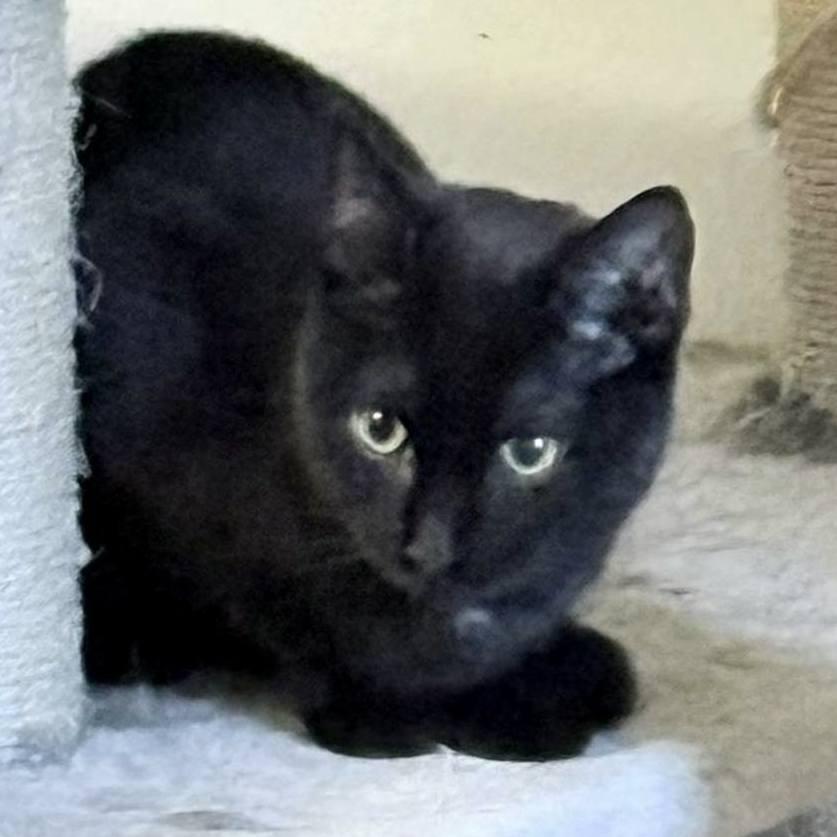 Enlarge Chadwick, a Adoptable Domestic Short Hair in Pittsburgh, PA image 6/6