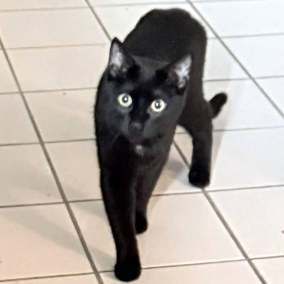 Enlarge Chadwick, a Adoptable Domestic Short Hair in Pittsburgh, PA image 5/6