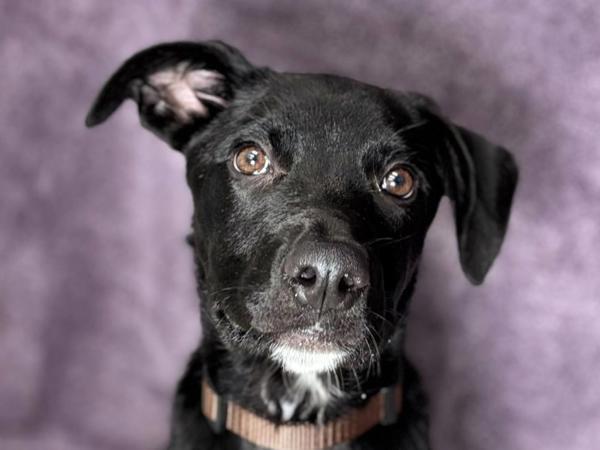 Sully, Adoptable, Young Male Staffordshire Bull Terrier & Mixed Breed.