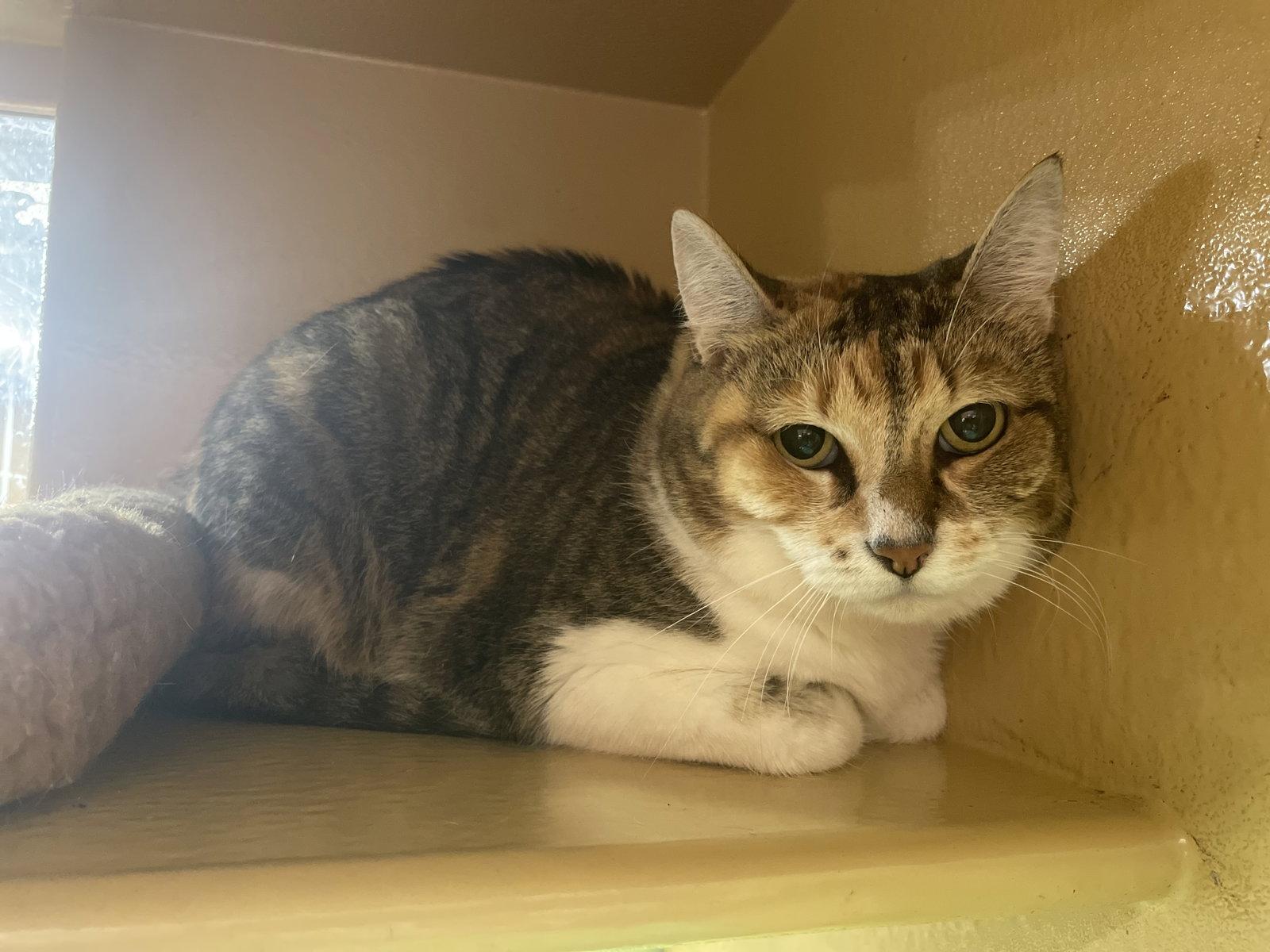 Cleo, Adoptable, Adult Female Tabby & Calico.
