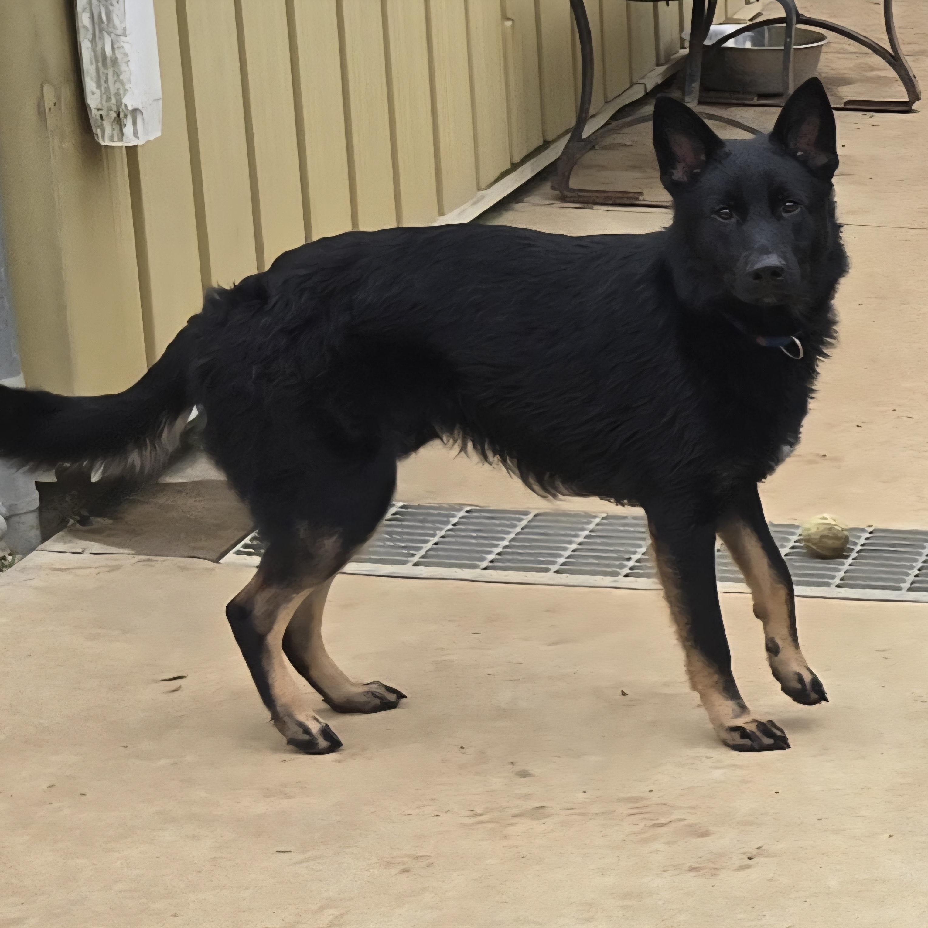 Hawkeye, an adopted mixed breed in Keokuk, IA image 2/6