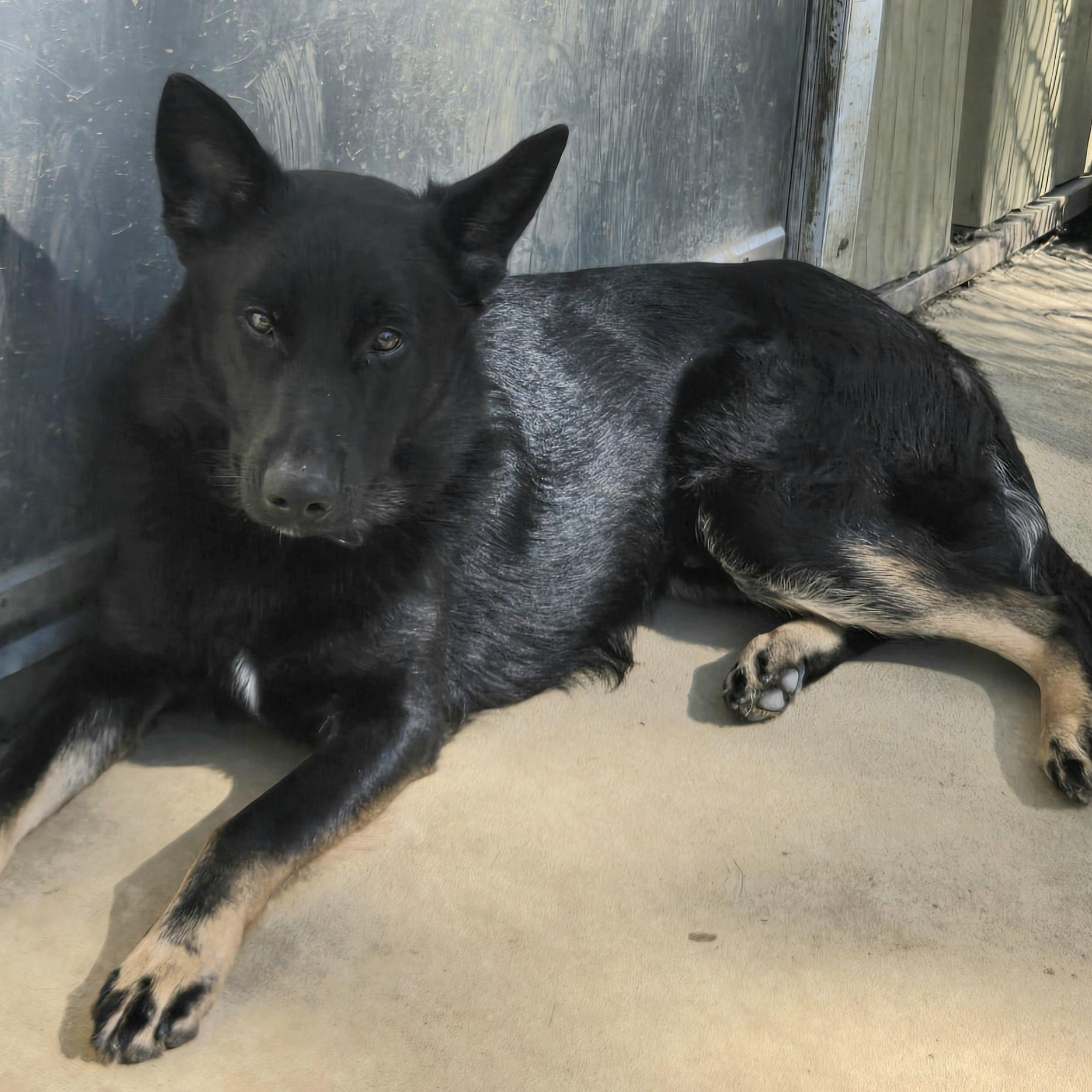 Hawkeye, an adopted mixed breed in Keokuk, IA image 5/6