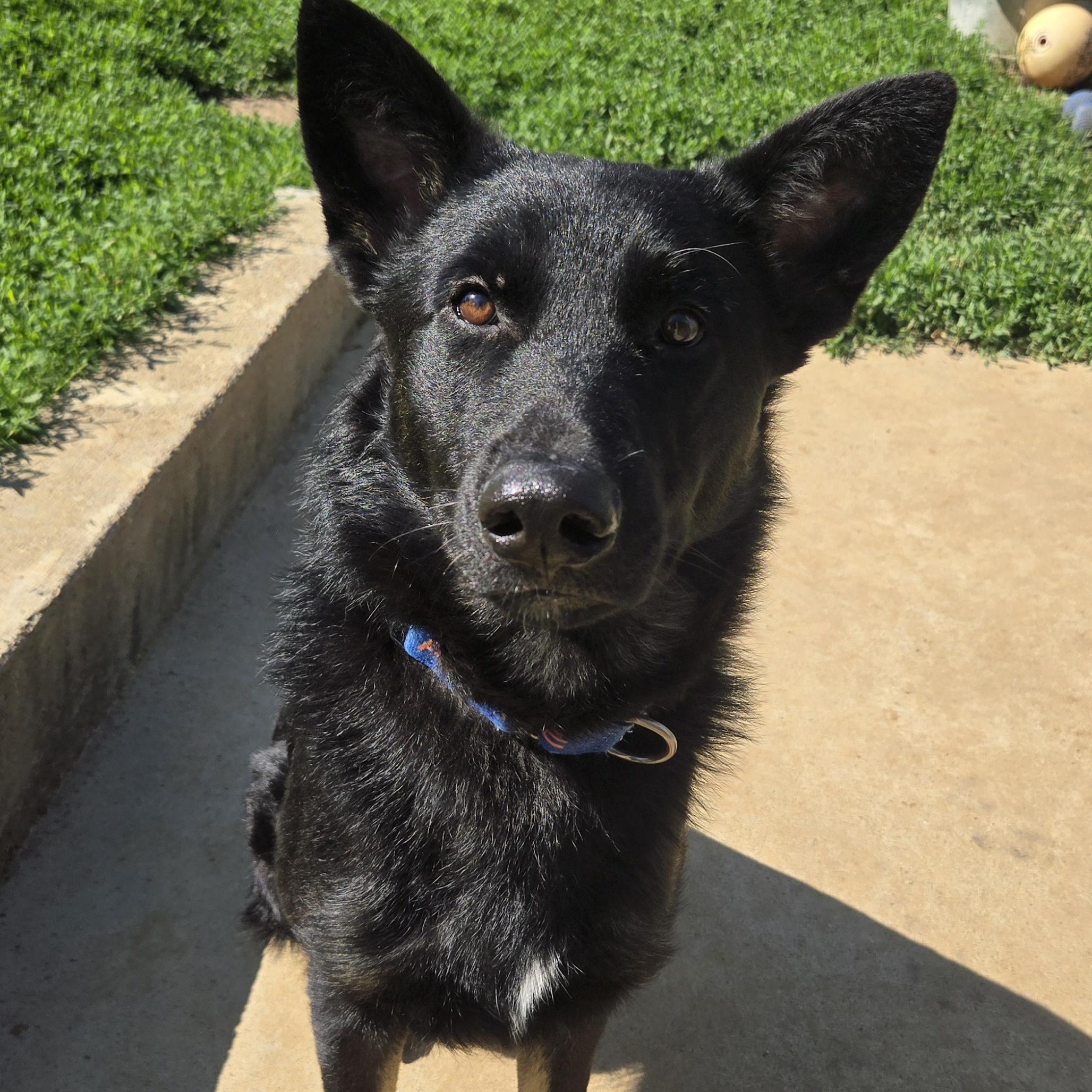 Hawkeye, adopted, Puppy Male German Shepherd Dog.