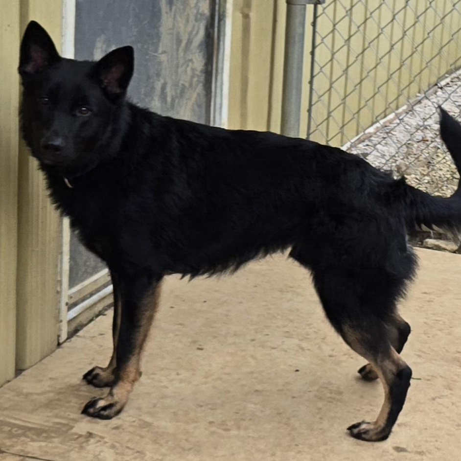Hawkeye, an adopted mixed breed in Keokuk, IA image 3/6