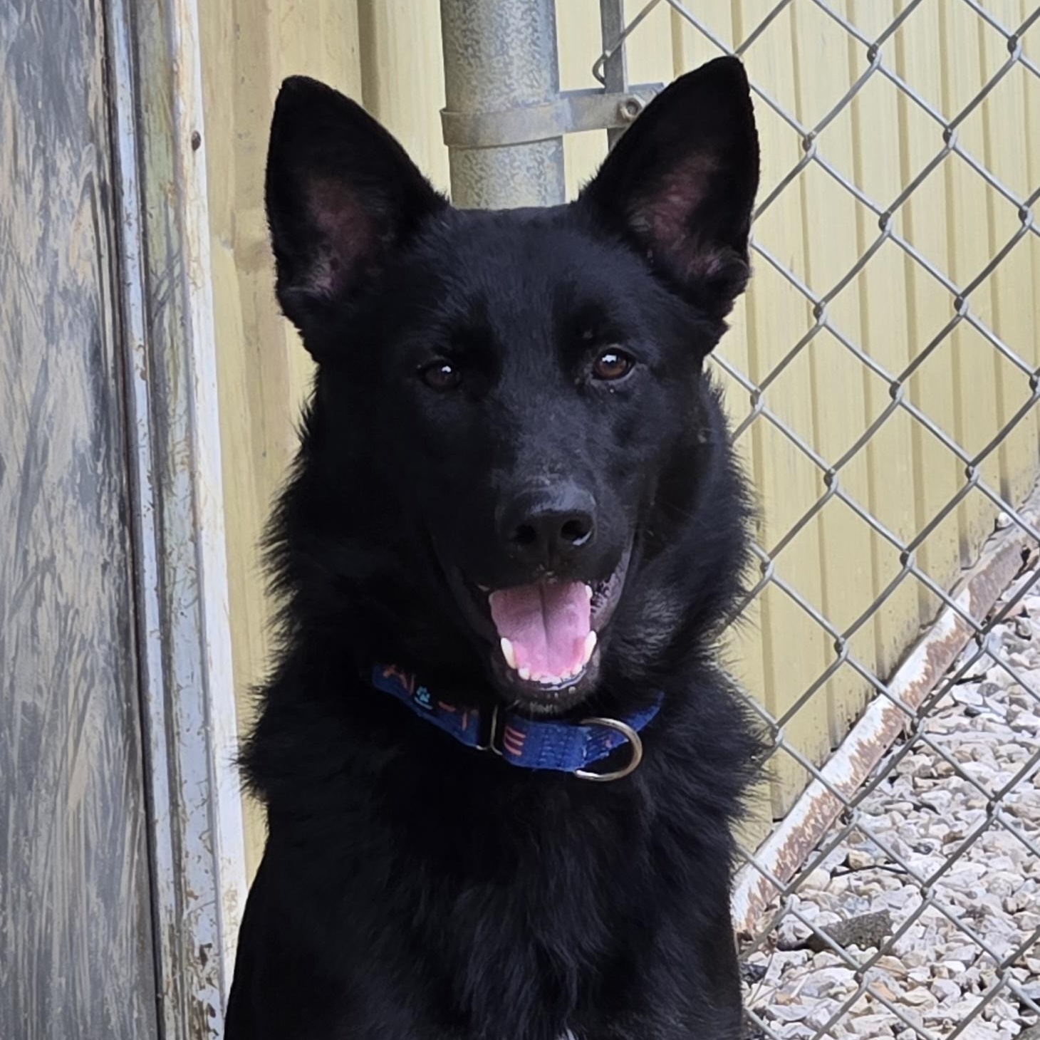 Hawkeye, an adopted mixed breed in Keokuk, IA image 4/6
