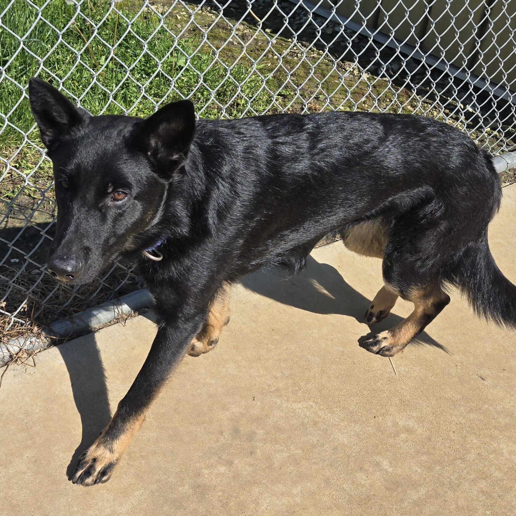 Hawkeye, an adopted mixed breed in Keokuk, IA image 6/6