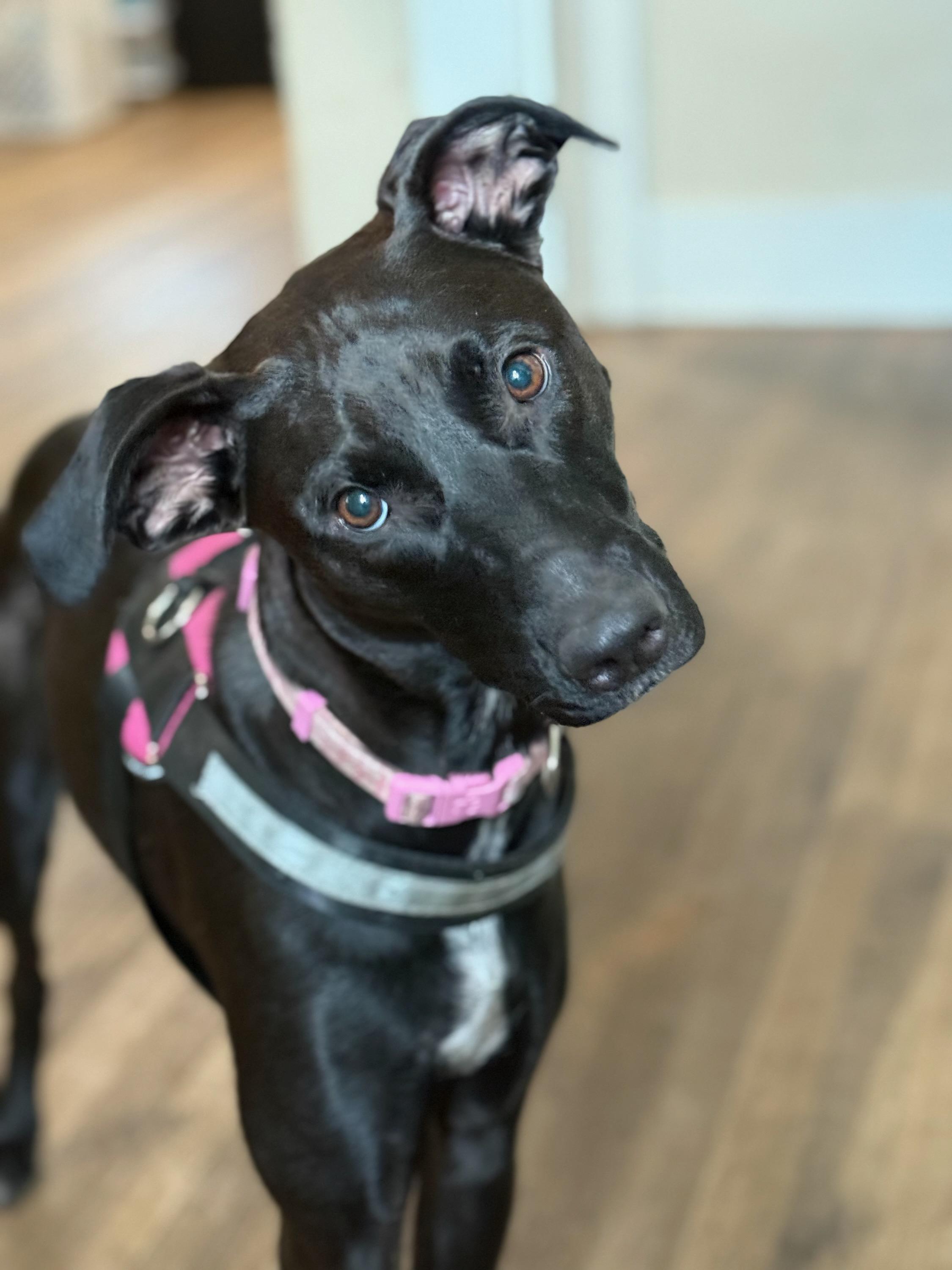 Enlarge Artemis (aka Artie), a Adoptable mixed breed in Fort Leavenworth, KS image 1/5