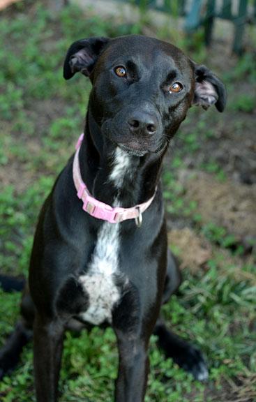 Enlarge Artemis (aka Artie), a Adoptable mixed breed in Fort Leavenworth, KS image 5/5