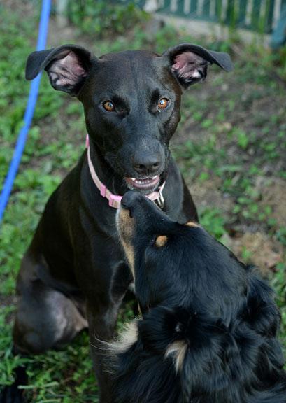 Enlarge Artemis (aka Artie), a Adoptable mixed breed in Fort Leavenworth, KS image 4/5