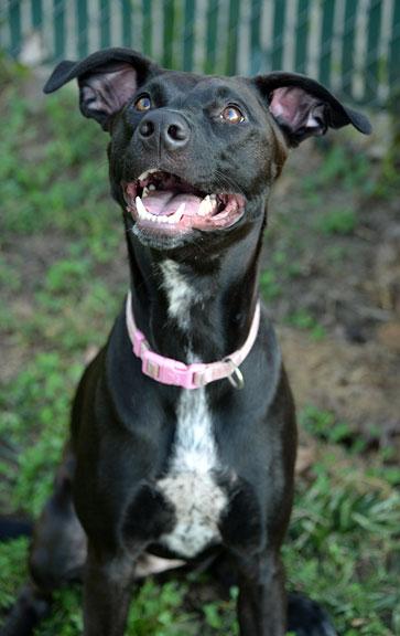 Enlarge Artemis (aka Artie), a Adoptable mixed breed in Fort Leavenworth, KS image 2/5