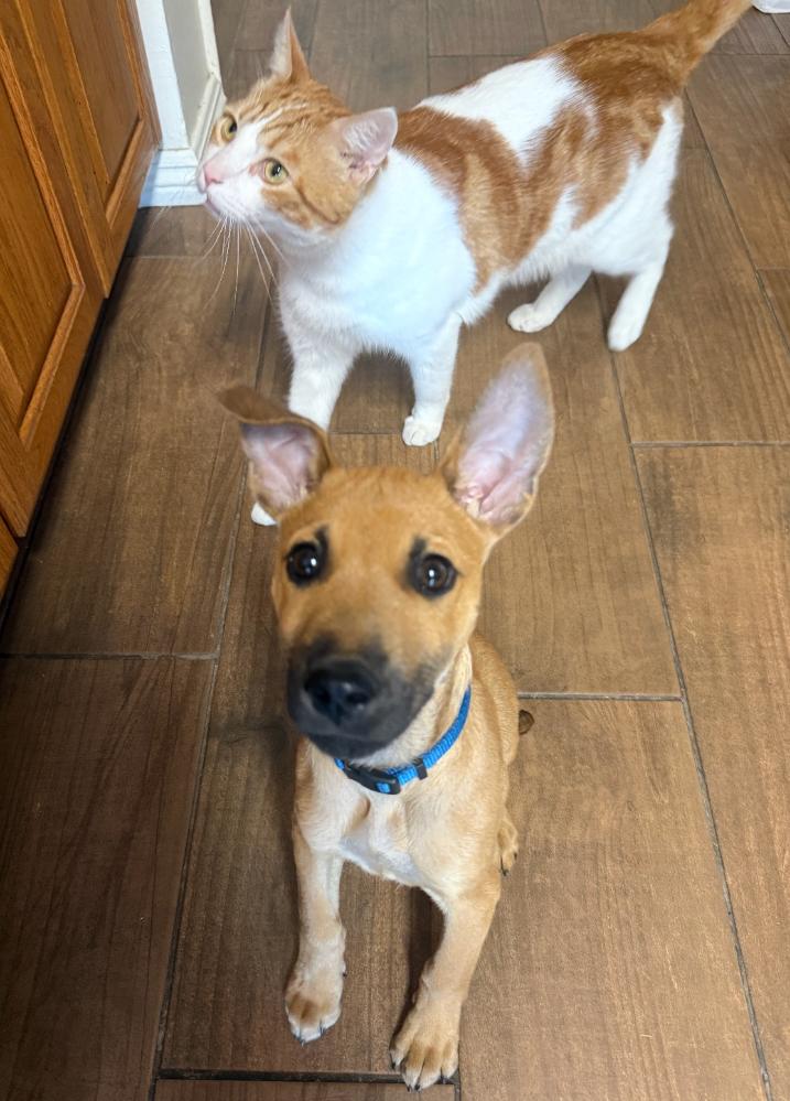 Enlarge Remmy Roo - A Sweet Baby with a Sad Story, an adopted mixed breed in SAN JOSE, CA image 5/6