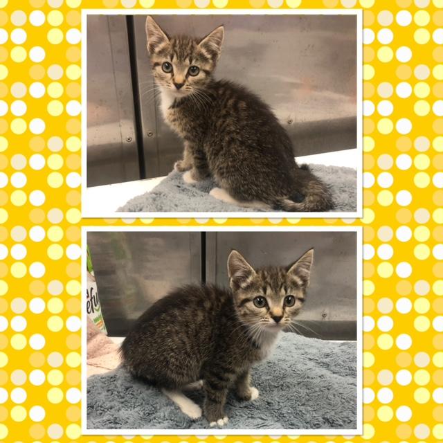 Enlarge NYMERIA, a ADOPTABLE Domestic Short Hair in Buckhannon, WV image 1/1