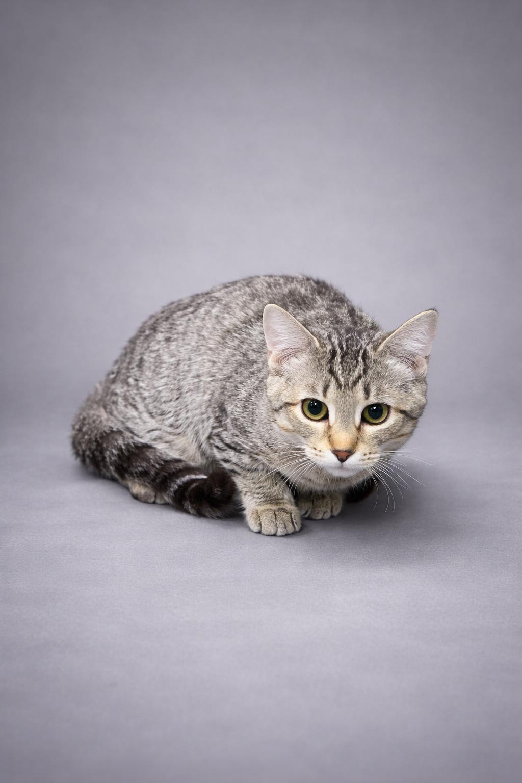 Enlarge Catty, a ADOPTABLE Domestic Short Hair in Jefferson, IA image 1/1