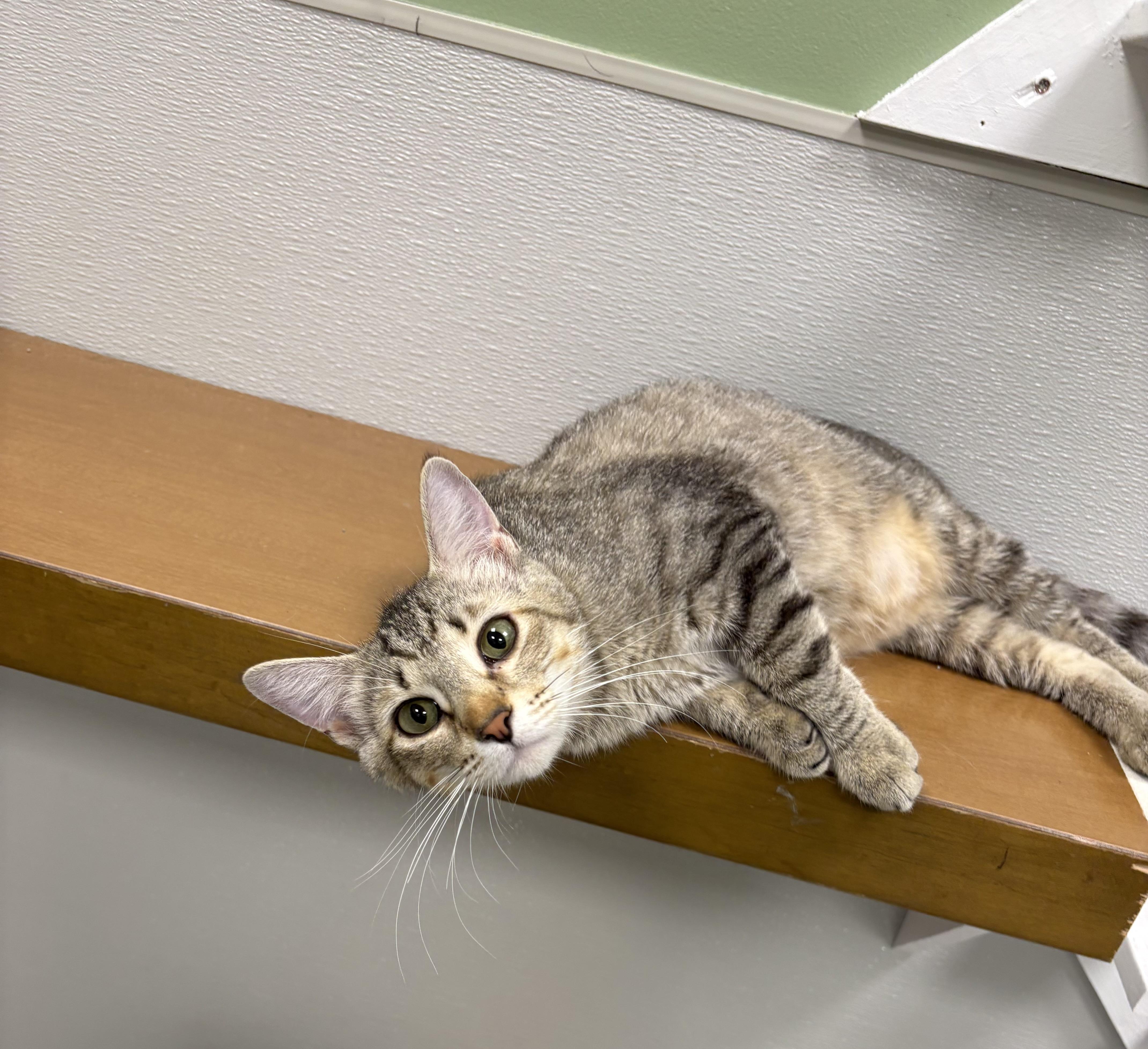 Catty, a ADOPTABLE Domestic Short Hair in Jefferson, IA image 2/2