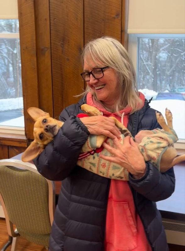 Dove, a Adoptable Chihuahua in East Derry, NH image 1/3