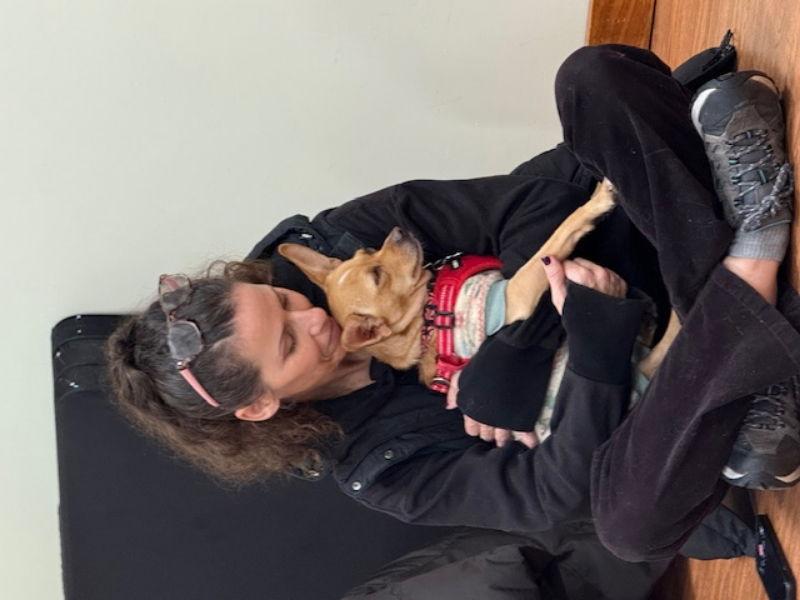 Dove, a Adoptable Chihuahua in East Derry, NH image 2/3