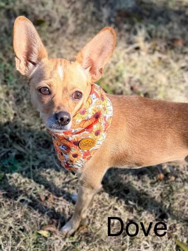 Dove, a Adoptable Chihuahua in East Derry, NH image 3/3