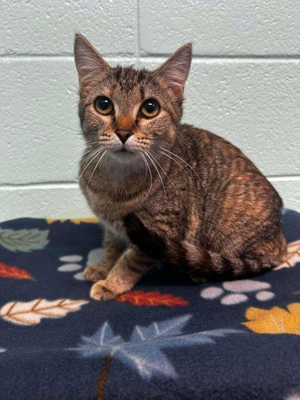 Enlarge Mandy, a Adoptable mixed breed in Spruce Pine, NC image 1/1