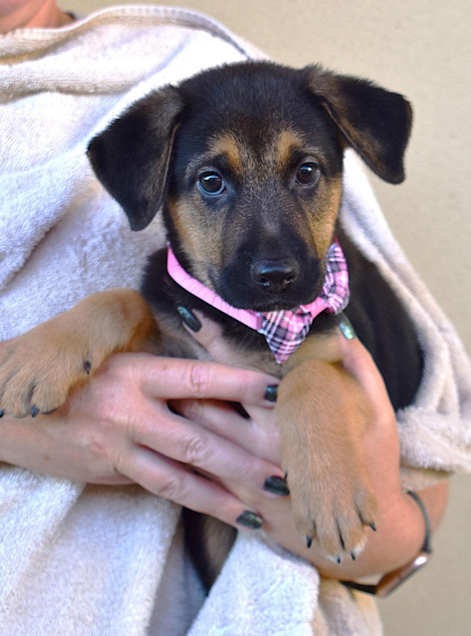 Batman, Adopted, Young Male German Shepherd Dog.