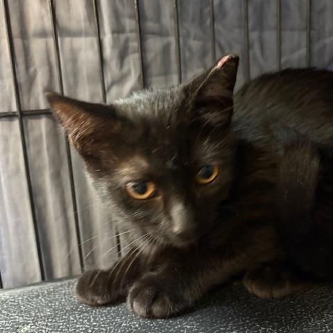 Enlarge Lily, a Adoptable Domestic Short Hair in Grass Valley, CA image 1/1