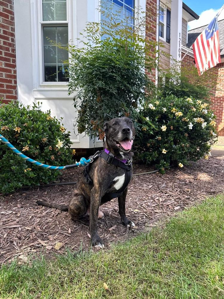Enlarge Tuesday, a Adoptable mixed breed in Wendell, NC image 1/6