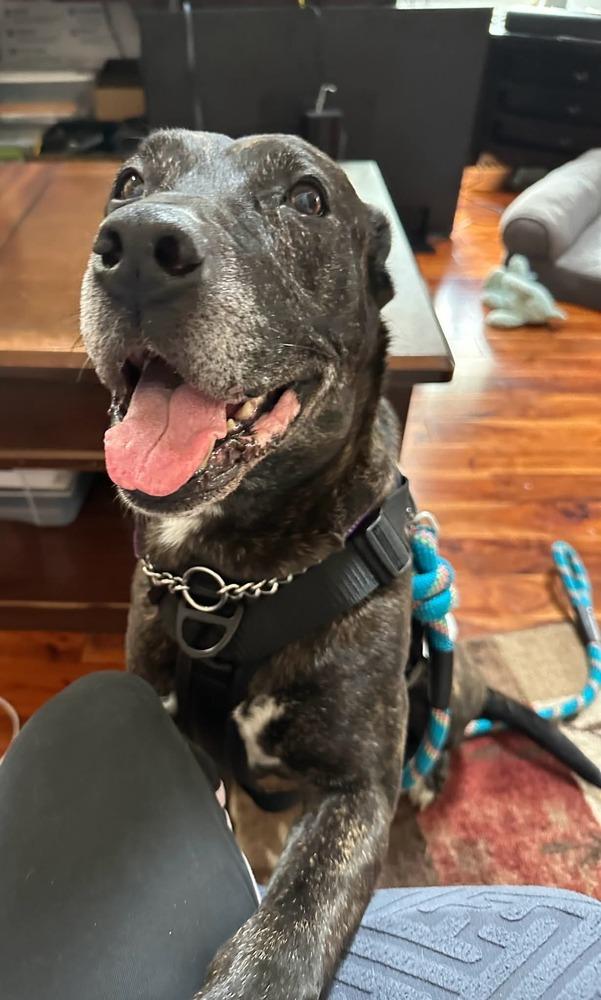 Enlarge Tuesday, a Adoptable mixed breed in Wendell, NC image 2/6