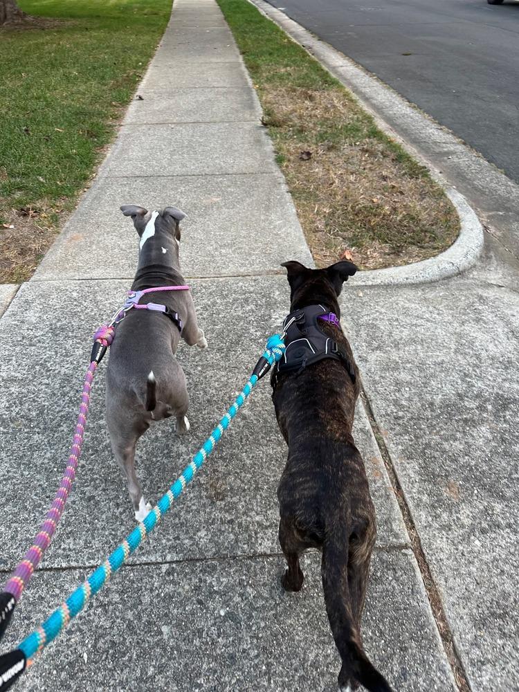 Enlarge Tuesday, a Adoptable mixed breed in Wendell, NC image 3/6