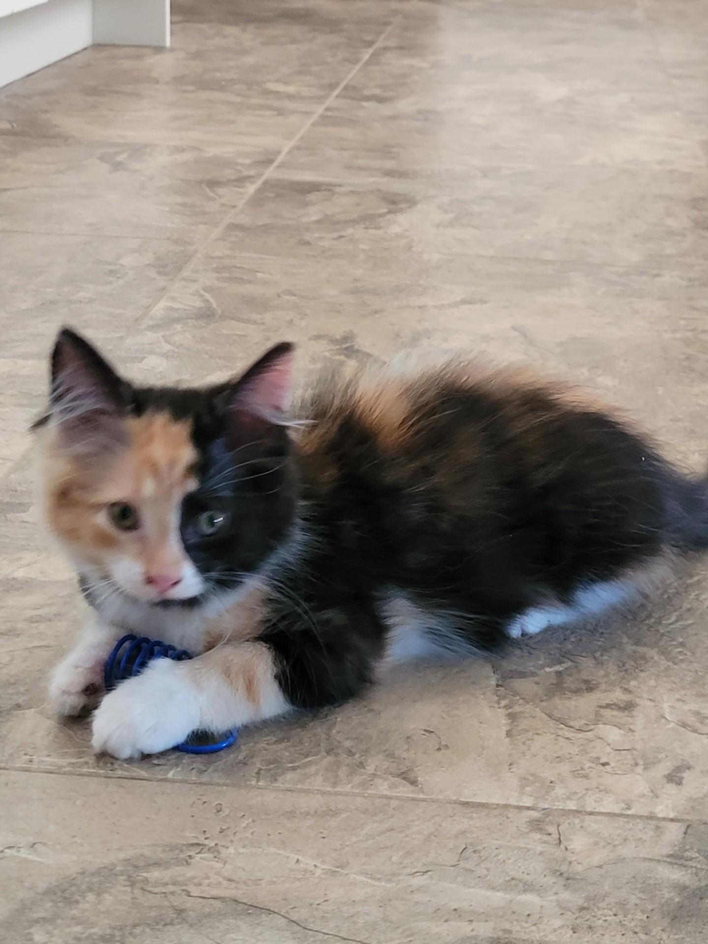 TAWNY, a ADOPTABLE Calico in Niagara on the Lake, ON image 2/3