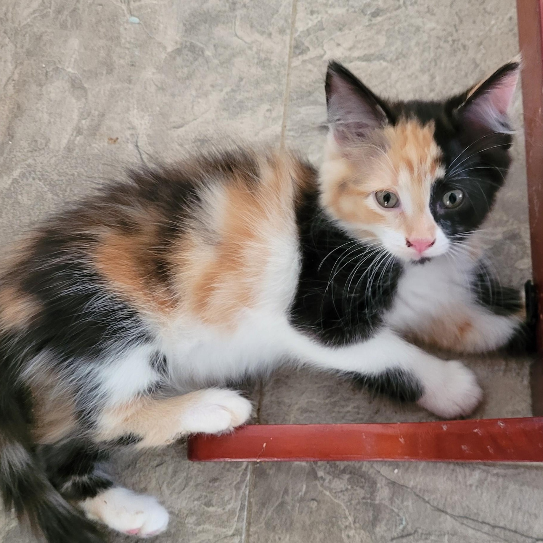 TAWNY, ADOPTABLE, Kitten Female Calico.