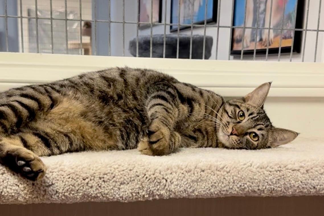 Nicholas, Adoptable, Adult Male Tabby.