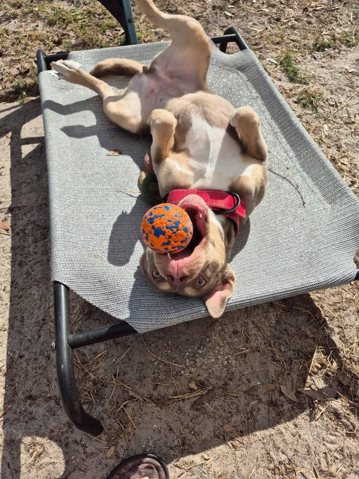 Enlarge Mia, an adopted Mixed Breed in Sanford, FL image 1/6