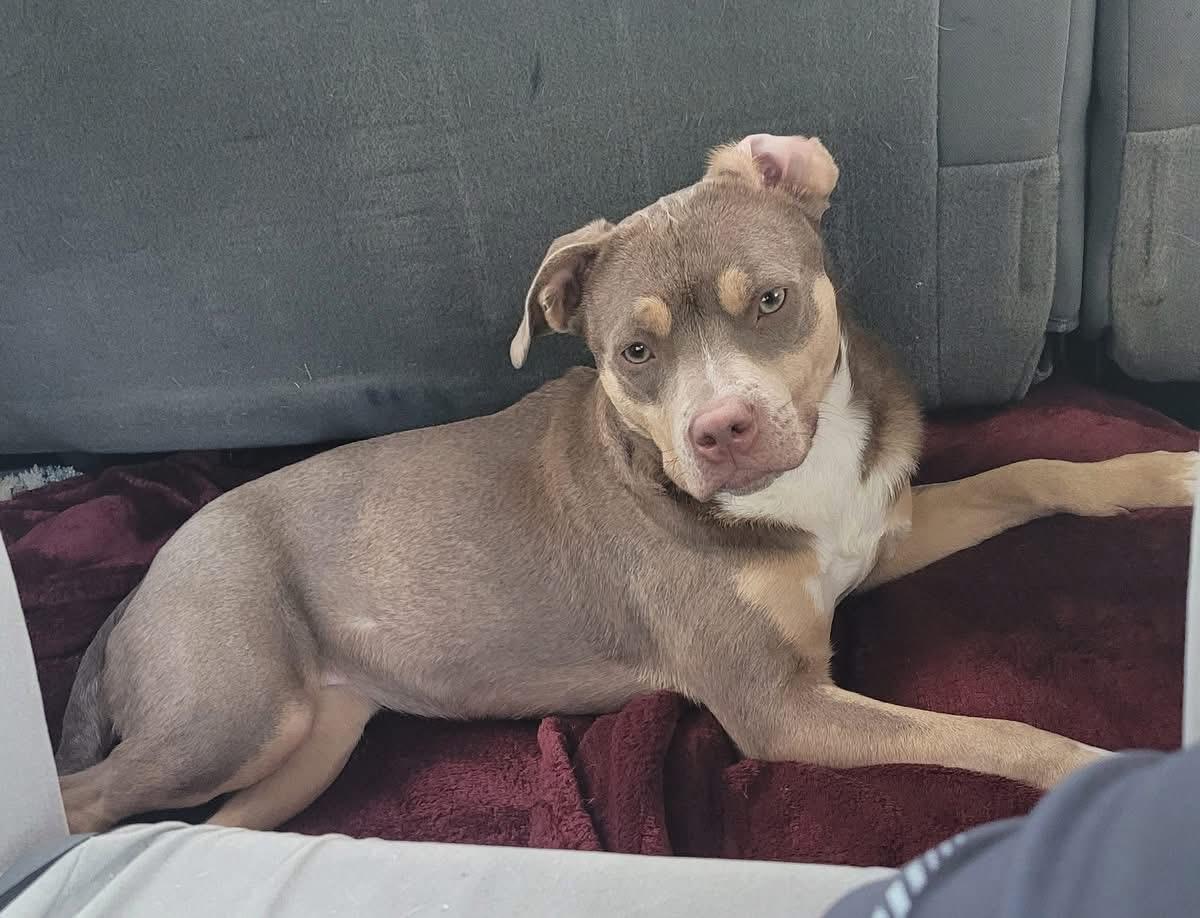 Enlarge Mia, an adopted Mixed Breed in Sanford, FL image 2/6