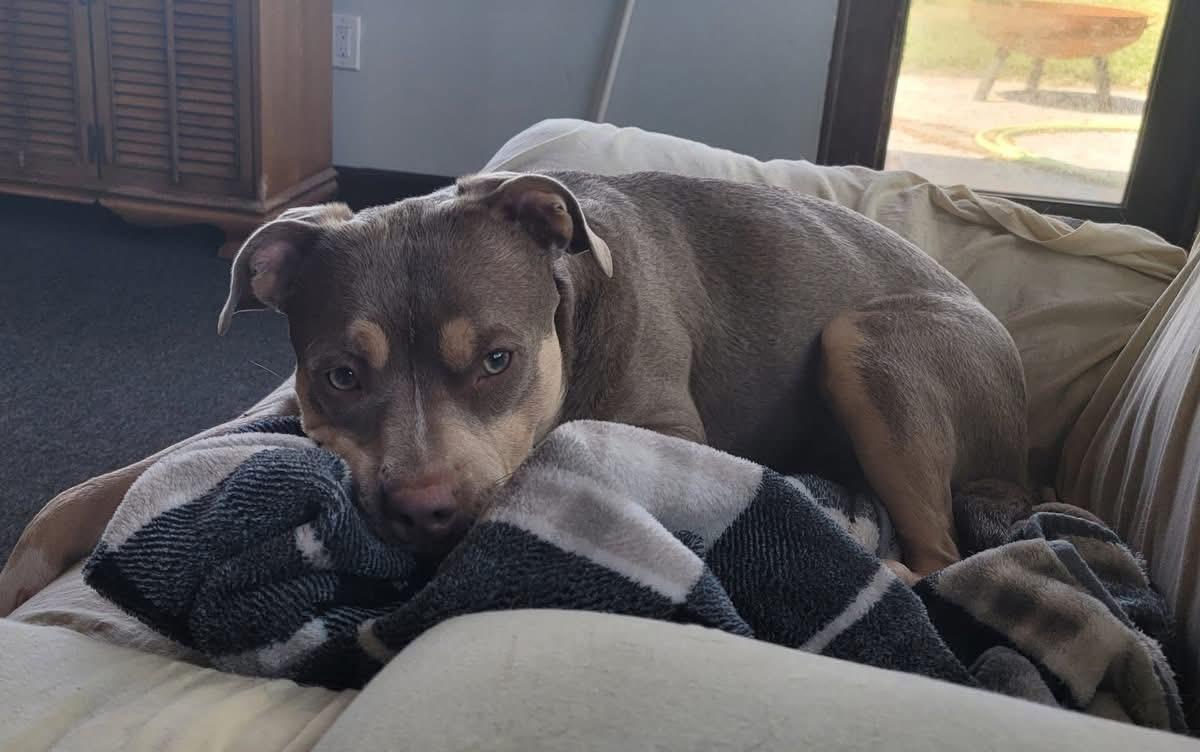 Enlarge Mia, an adopted Mixed Breed in Sanford, FL image 3/6