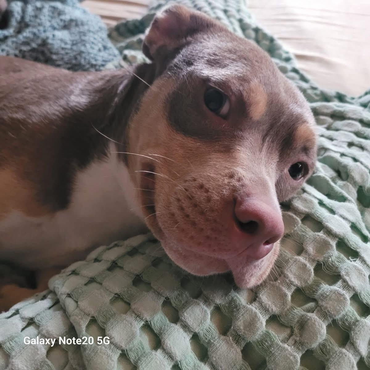 Enlarge Mia, an adopted Mixed Breed in Sanford, FL image 4/6