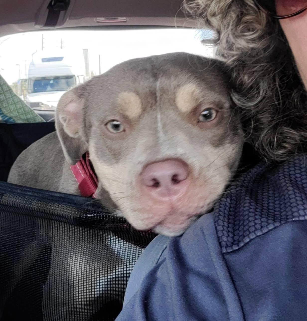 Enlarge Mia, an adopted Mixed Breed in Sanford, FL image 5/6