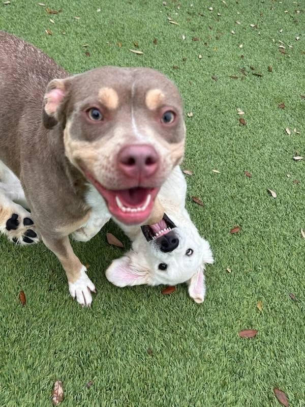 Enlarge Mia, an adopted Mixed Breed in Sanford, FL image 6/6