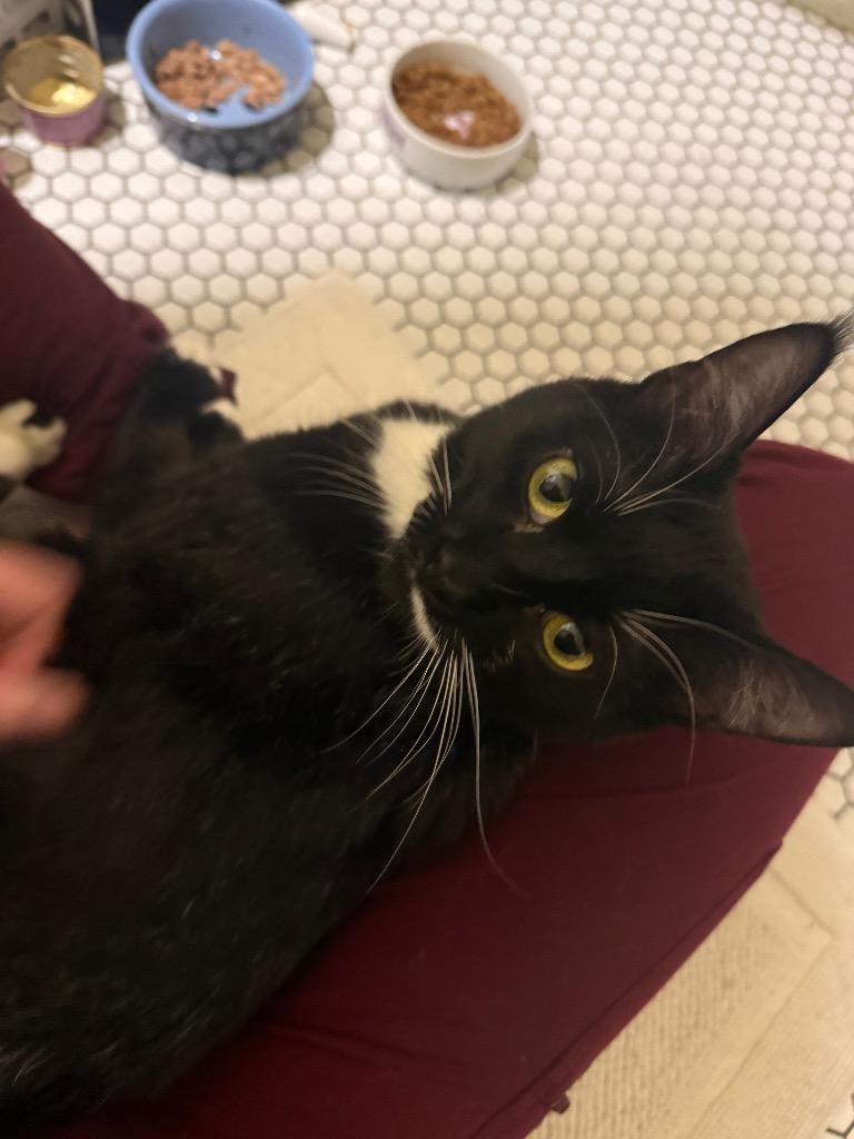 Shiso Speranza, Adoptable, Young Male Domestic Short Hair.