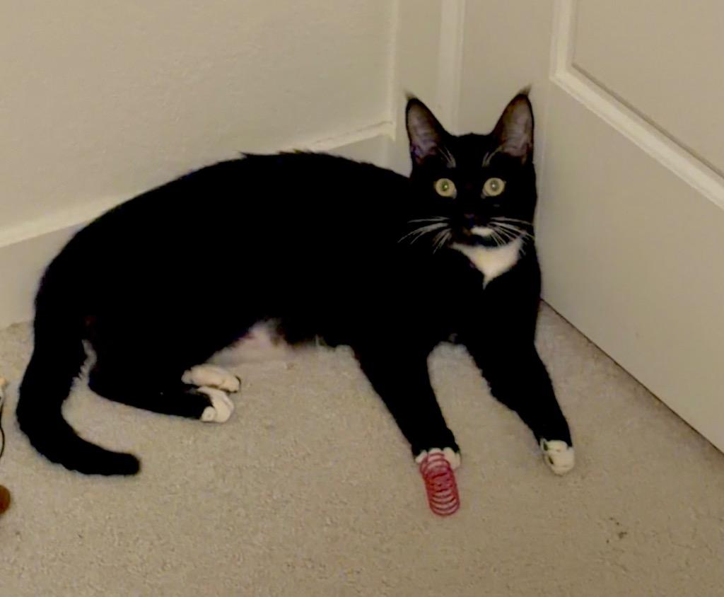 Shiso Speranza, a Adoptable mixed breed in Fort Lupton, CO image 2/6