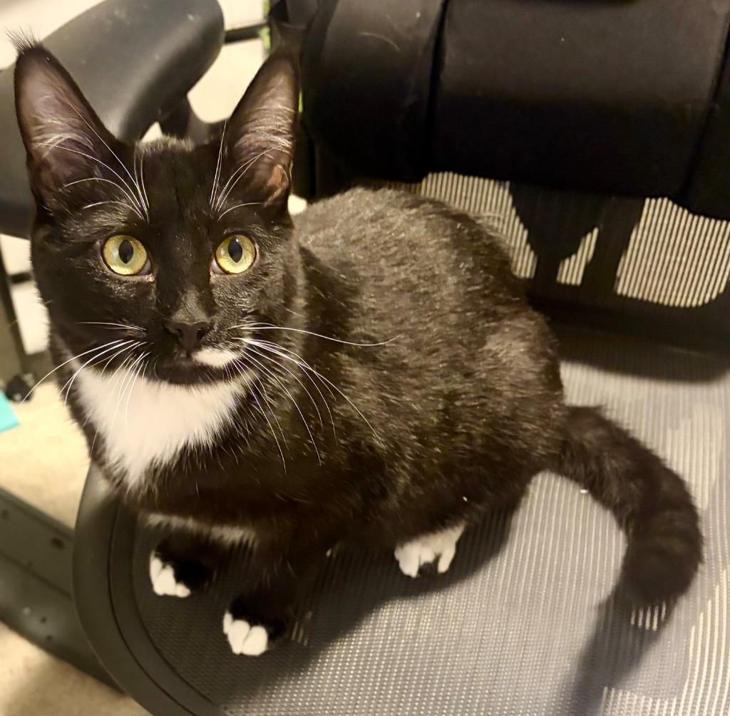 Shiso Speranza, a Adoptable mixed breed in Fort Lupton, CO image 5/6